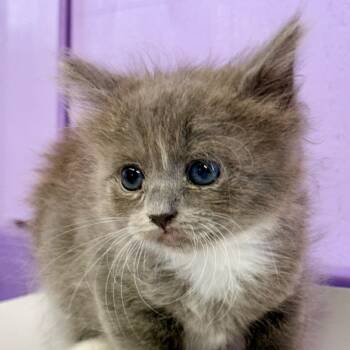Nova -  Domestic Long Hair Cat for Adoption in Redwood Valley, California - Nova | PetCurious