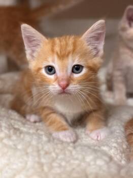 Domestic Short Hair Cats Available for Adoption in Hackensack, Minnesota - Goldfish | PetCurious