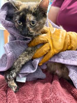 Working Cat: Rosemary -  Domestic Short Hair Cat for Adoption in Bloomington, Indiana - Working Cat: Rosemary | PetCurious