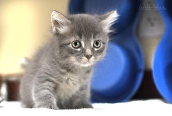Major -  Domestic Medium Hair Cat for Adoption in Monroe, Georgia - Major | PetCurious