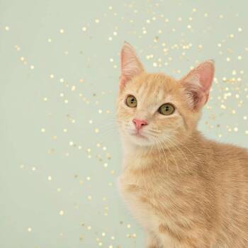 Chuckie -  Domestic Short Hair Cat for Adoption in Denver, Colorado - Chuckie | PetCurious