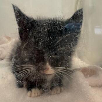 Domestic Short Hair Cats Available for Adoption in Columbus, Georgia - Wesley Wellington | PetCurious