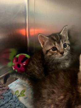 Domestic Medium Hair Cats Available for Adoption in Mineral, Virginia - May-red | PetCurious