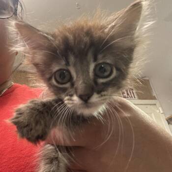 Daffy -  Domestic Long Hair Cat for Adoption in Leander, Texas - Daffy | PetCurious