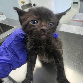 Abby -  Domestic Short Hair Cat for Adoption in Duncan, Oklahoma - Abby | PetCurious