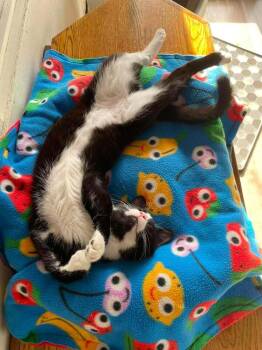 Cooper -  Domestic Short Hair Cat for Adoption in Tucson, Arizona - Cooper | PetCurious