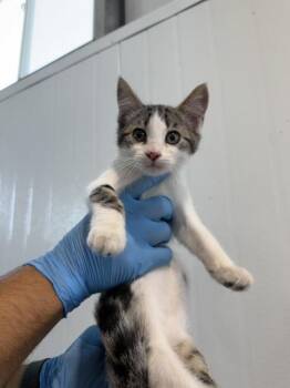 AVERY -  Domestic Short Hair Cat for Adoption in San Bernardino, California - AVERY | PetCurious