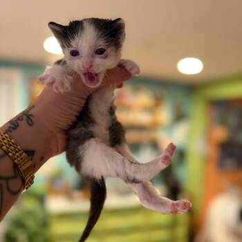 J-Hope -  Domestic Long Hair Cat for Adoption in Port Richey, Florida - J-Hope | PetCurious