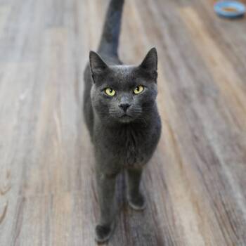 Floyd -  Domestic Short Hair Cat for Adoption in Naperville, Illinois - Floyd | PetCurious