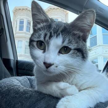 Domestic Short Hair Cats Available for Adoption in Wheeling, Illinois - Paco Peco | PetCurious