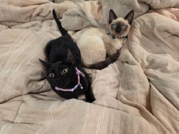 Rolo and Hershey -  Siamese Cat for Adoption in Lawrenceville, Georgia - Rolo And Hershey | PetCurious