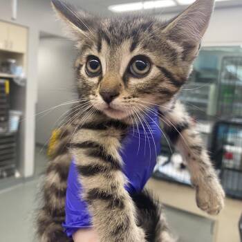 Zyrtec -  Domestic Medium Hair Cat for Adoption in Westminster, California - Zyrtec | PetCurious