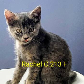 Foster Rachel -  Domestic Short Hair and Tiger Cat for Adoption in Batavia, New York - Foster Rachel | PetCurious