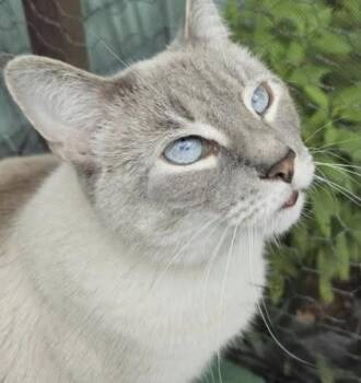 Martok -  Domestic Short Hair Cat for Adoption in Eugene, Oregon - Martok | PetCurious