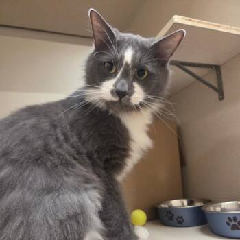 Rafeke -  Domestic Short Hair Cat for Adoption in Ballston Spa, New York - Rafeke | PetCurious