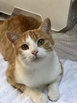 Rescue Domestic Short Hair Cats for Adoption in Hurricane, Utah - Lucy | PetCurious