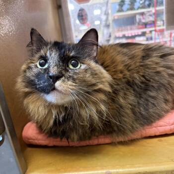 Tortoiseshell and Domestic Medium Hair Cats Available for Adoption in Warr Acres, Oklahoma - Roxy | PetCurious