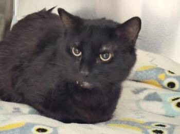 Domestic Short Hair Cats Available for Adoption in Sacramento, California - Squeak | PetCurious