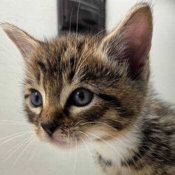 Christine -  Domestic Short Hair Cat for Adoption in Auburn, Alabama - Christine | PetCurious