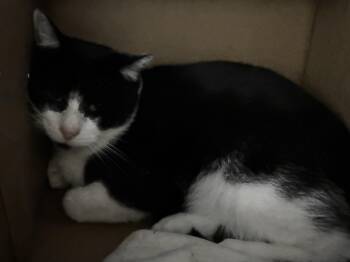 Rescue Domestic Short Hair Cats for Adoption in Ben Avon, Pennsylvania - Mummy | PetCurious