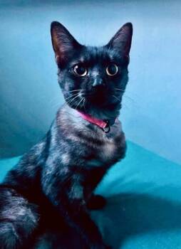 Domestic Short Hair Cats Available for Adoption in Fort Worth, Texas - Hecate | PetCurious