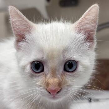 Cotton -  Domestic Short Hair Cat for Adoption in Goleta, California - Cotton | PetCurious
