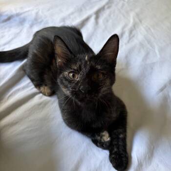 Patricia -  Domestic Short Hair Cat for Adoption in Belmont, North Carolina - Patricia | PetCurious