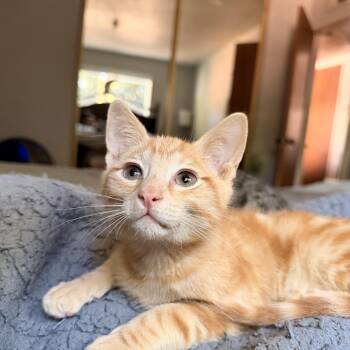 Kimchi -  Domestic Short Hair Cat for Adoption in Davis, California - Kimchi | PetCurious