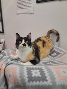 Domestic Short Hair Cats Available for Adoption in Rochester, New Hampshire - Vivian AT Petsmart Newington | PetCurious