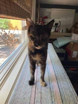 Babka -  Domestic Short Hair Cat for Adoption in Calimesa, California - Babka | PetCurious