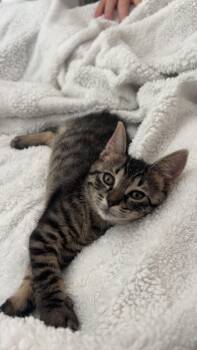 Rescue Domestic Short Hair Cats for Adoption in Tallahassee, Florida - Elphie | PetCurious