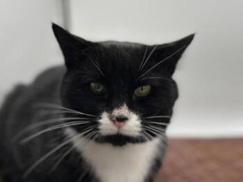 Rescue Domestic Short Hair Cats for Adoption in Portland, Oregon - Minnow | PetCurious