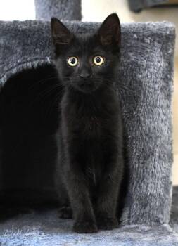 Dusk -  Domestic Short Hair Cat for Adoption in Monroe, Georgia - Dusk | PetCurious