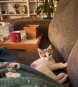 Cher -  Domestic Short Hair Cat for Adoption - Cher | PetCurious
