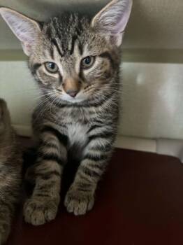 Buffalo -  Domestic Short Hair Cat for Adoption in Marion, Ohio - Buffalo | PetCurious