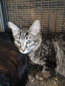 Domestic Medium Hair Cats Available for Adoption in Thatcher, Arizona - Darla | PetCurious