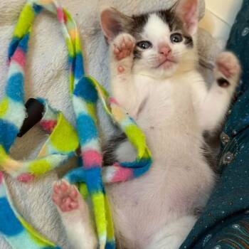 Mike Wazowski -  Domestic Short Hair Cat for Adoption in Bel Air, Maryland - Mike Wazowski | PetCurious