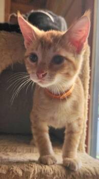 Birch 7490 -  Domestic Short Hair Cat for Adoption in Dallas, Texas - Birch 7490 | PetCurious
