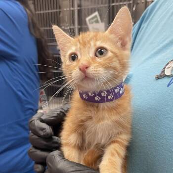 Penelope -  Domestic Short Hair Cat for Adoption in Goleta, California - Penelope | PetCurious