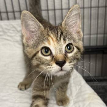 Domestic Short Hair Cats Available for Adoption in East St. Louis, Illinois - Ivy-C | PetCurious