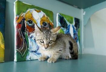 Duchess -  Domestic Short Hair Cat for Adoption in San Antonio, Texas - Duchess | PetCurious