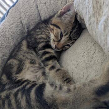 Sedona -  Domestic Short Hair Cat for Adoption in Abbotsford, British Columbia - Sedona | PetCurious