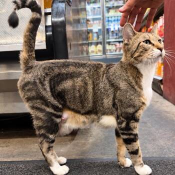 Michi -  Domestic Short Hair Cat for Adoption in New York, New York - Michi | PetCurious