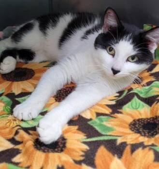 Domestic Short Hair and American Shorthair Cats Available for Adoption in Bedford, Indiana - Giselle | PetCurious