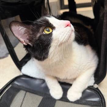 Dream -  Domestic Short Hair Cat for Adoption in Las Vegas, Nevada - Dream | PetCurious