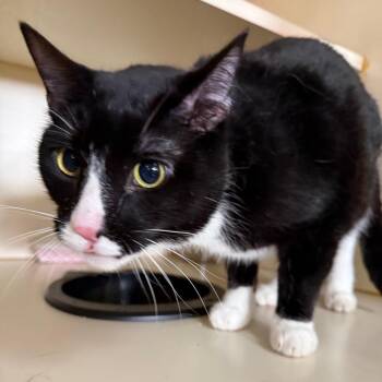 Domestic Short Hair Cats Available for Adoption in Idaho Falls, Idaho - Oreo | PetCurious