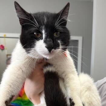 Domestic Short Hair Cats Available for Adoption in Normal, Illinois - Figero | PetCurious