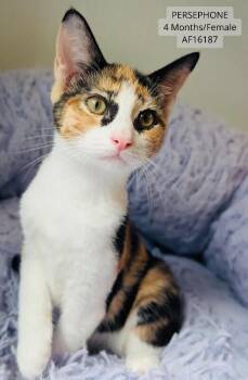 Persephone -  Domestic Short Hair Cat for Adoption - Persephone | PetCurious