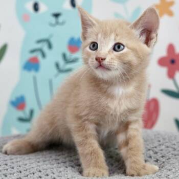 Cheese Puff -  Domestic Short Hair Cat for Adoption in Keizer, Oregon - Cheese Puff | PetCurious