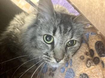 Domestic Medium Hair Cats Available for Adoption - SOONA | PetCurious